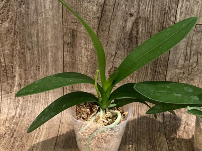 In Spike Phalaenopsis Hatuyuki 'Nagoriyuki' (2.5" pot) - Image 3