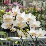 Phalaenopsis Hatuyuki 'Nagoriyuki' (2.5” Pot)