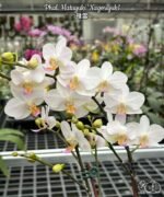Phalaenopsis Hatuyuki 'Nagoriyuki' (2.5” Pot)