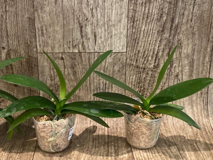 Phalaenopsis Hatuyuki 'Nagoriyuki' (2.5” Pot) - Image 4