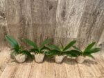 Phalaenopsis Hatuyuki 'Nagoriyuki' (2.5” Pot) - Image 5