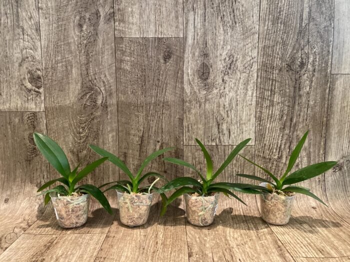 Phalaenopsis Hatuyuki 'Nagoriyuki' (2.5” Pot) - Image 6