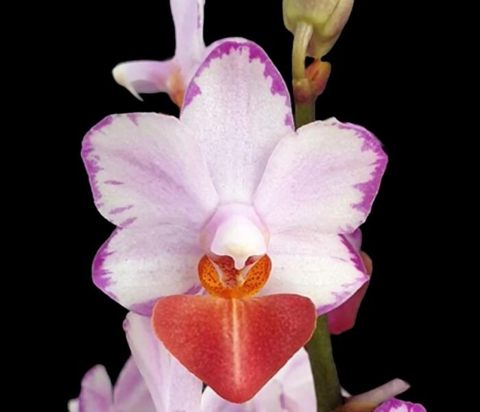 Fragrant Phalaenopsis Liu's Triprince 'Splash' SM/TOGA (2.5” Pot) - Image 1