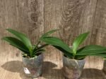 Fragrant Phalaenopsis Liu's Triprince 'Splash' SM/TOGA (2.5” Pot) - Image 4