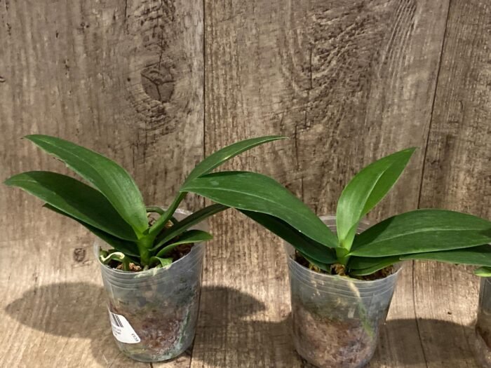Fragrant Phalaenopsis Liu's Triprince 'Splash' SM/TOGA (2.5” Pot) - Image 4