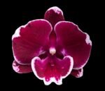 Phalaenopsis Yushan Fairy Go (2.5” Pot)