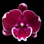 Phalaenopsis Yushan Fairy Go