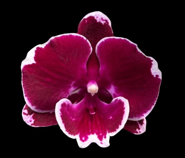 Phalaenopsis Yushan Fairy Go (2.5” Pot) - Image 1