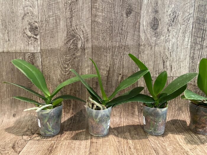 Phalaenopsis Yushan Fairy Go (2.5” Pot) - Image 2