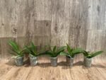 Phalaenopsis Yushan Fairy Go (2.5” Pot) - Image 3