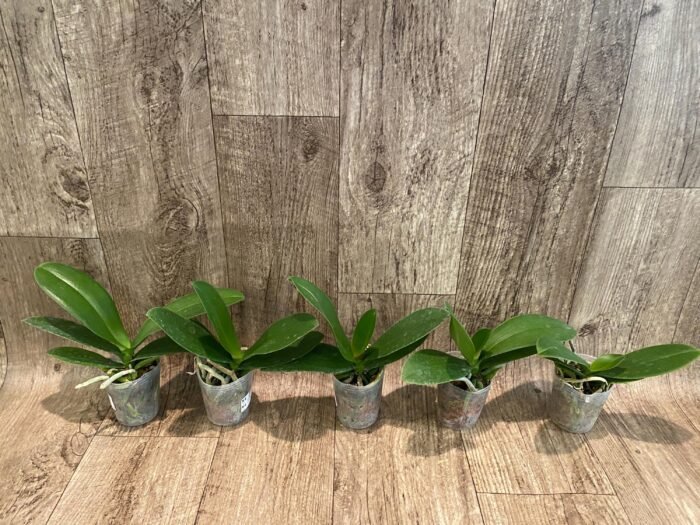 Phalaenopsis Yushan Fairy Go (2.5” Pot) - Image 4