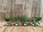 Phalaenopsis Lioulin Orange Peloric 2 Eyes (2.5” Pot) - Image 5