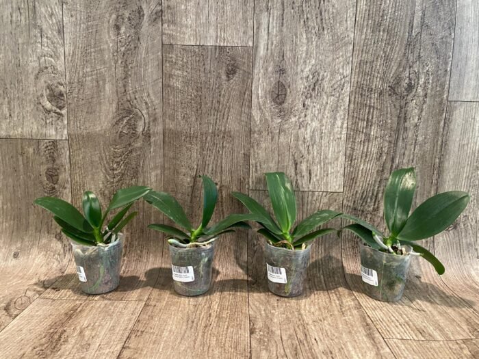 Phalaenopsis Lioulin Orange Peloric 2 Eyes (2.5” Pot) - Image 5