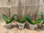 Fragrant Phalaenopsis TLH Gold Princess '515' (2.5” Pot) - Image 3