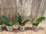 Fragrant Phalaenopsis TLH Gold Princess '515' (2.5” Pot) - Image 2