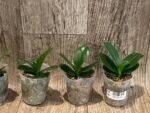 Phalaenopsis Lioulin Grape Peloric 3 Lips (2.5” Pot) - Image 2