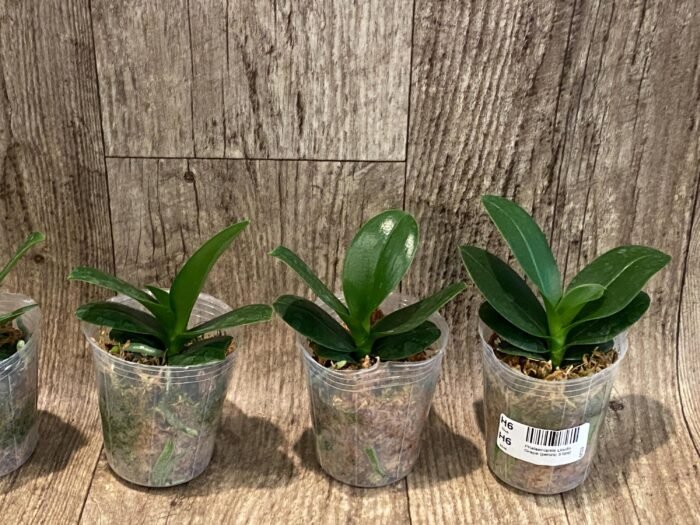 Phalaenopsis Lioulin Grape Peloric 3 Lips (2.5” Pot) - Image 2