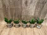 Phalaenopsis Lioulin Grape Peloric 3 Lips (2.5” Pot) - Image 4