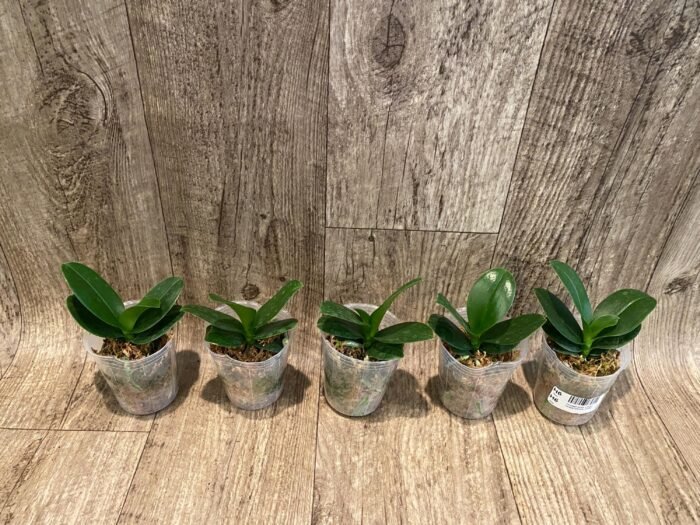 Phalaenopsis Lioulin Grape Peloric 3 Lips (2.5” Pot) - Image 4