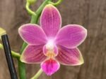 Double Spikes Phalaenopsis I-Hsin Golden Tangerine Ice "Purple" (3" pot) - Image 3
