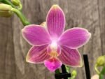Double Spikes Phalaenopsis I-Hsin Golden Tangerine Ice "Purple" (3" pot) - Image 4