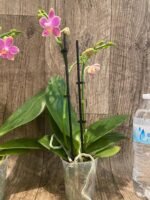 Double Spikes Phalaenopsis I-Hsin Golden Tangerine Ice "Purple" (3" pot) - Image 7