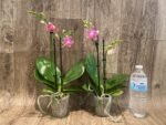 Double Spikes Phalaenopsis I-Hsin Golden Tangerine Ice "Purple" (3" pot) - Image 5