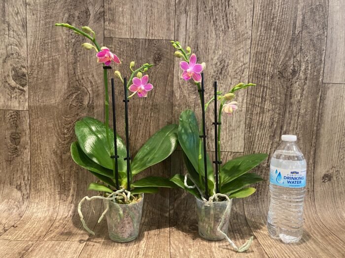Double Spikes Phalaenopsis I-Hsin Golden Tangerine Ice "Purple" (3" pot) - Image 5