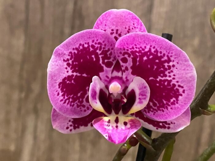 Double Spikes Phalaenopsis Yu Pin Burgundy (3" pot) - Image 2