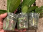 Double Spikes Phalaenopsis Yu Pin Burgundy (3" pot) - Image 9