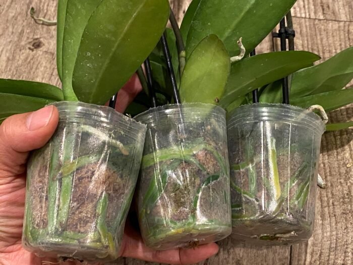 Double Spikes Phalaenopsis Yu Pin Burgundy (3" pot) - Image 9