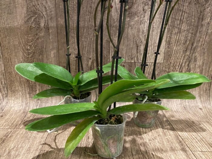 Double Spikes Phalaenopsis Yu Pin Burgundy (3" pot) - Image 8