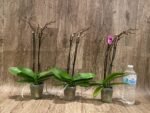 Double Spikes Phalaenopsis Yu Pin Burgundy (3" pot) - Image 3