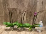 Double Spikes Phalaenopsis Yu Pin Burgundy (3" pot) - Image 4