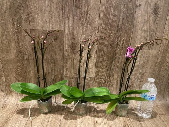Double Spikes Phalaenopsis Yu Pin Burgundy (3" pot) - Image 4
