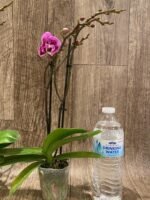 Double Spikes Phalaenopsis Yu Pin Burgundy (3" pot) - Image 6