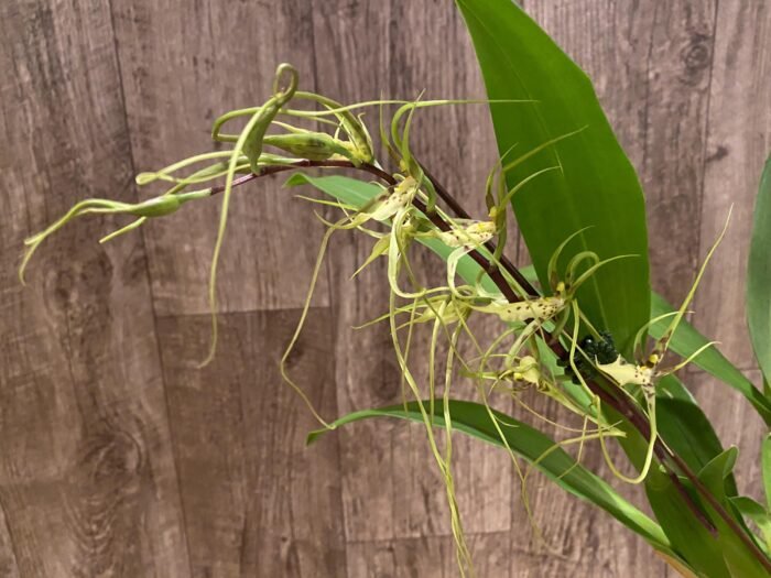 In Spike - Brassia Aunty Diana Aki (Brs. caudata alba x Edvah Loo) (3.5” pot) - Image 4