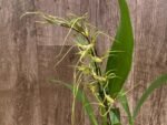 In Spike - Brassia Aunty Diana Aki (Brs. caudata alba x Edvah Loo) (3.5” pot) - Image 6
