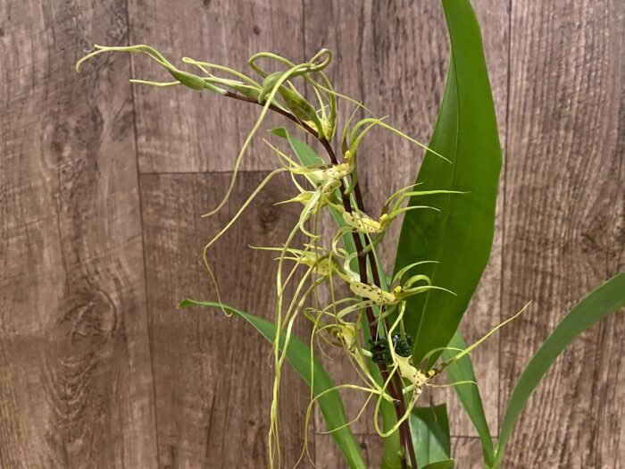 In Spike - Brassia Aunty Diana Aki (Brs. caudata alba x Edvah Loo) (3.5” pot) - Image 6