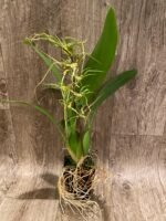 In Spike - Brassia Aunty Diana Aki (Brs. caudata alba x Edvah Loo) (3.5” pot) - Image 9