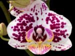 Double Spikes Phalaenopsis Jungle (3.5" pot)