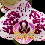 Double Spikes Phalaenopsis Jungle (3.5" pot)