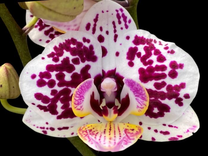 Double Spikes Phalaenopsis Jungle (3.5" pot) - Image 1