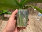 Double Spikes Phalaenopsis Jungle (3.5" pot) - Image 9