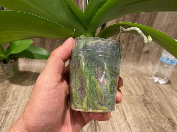 Double Spikes Phalaenopsis Jungle (3.5" pot) - Image 9