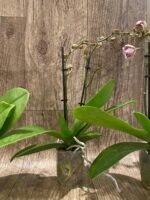 Double Spikes Phalaenopsis Jungle (3.5" pot) - Image 5
