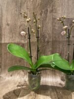 Double Spikes Phalaenopsis Jungle (3.5" pot) - Image 6