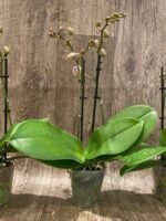 Double Spikes Phalaenopsis Jungle (3.5" pot) - Image 7