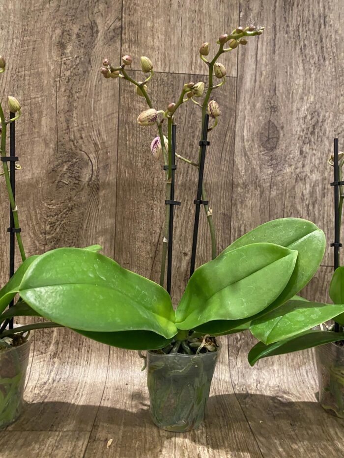 Double Spikes Phalaenopsis Jungle (3.5" pot) - Image 7