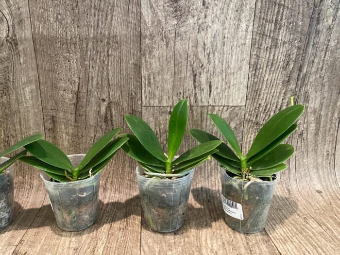 Fragrant Phalaenopsis Meidarland Chambe '3253' Peloric (2.5” Pot) - Image 2
